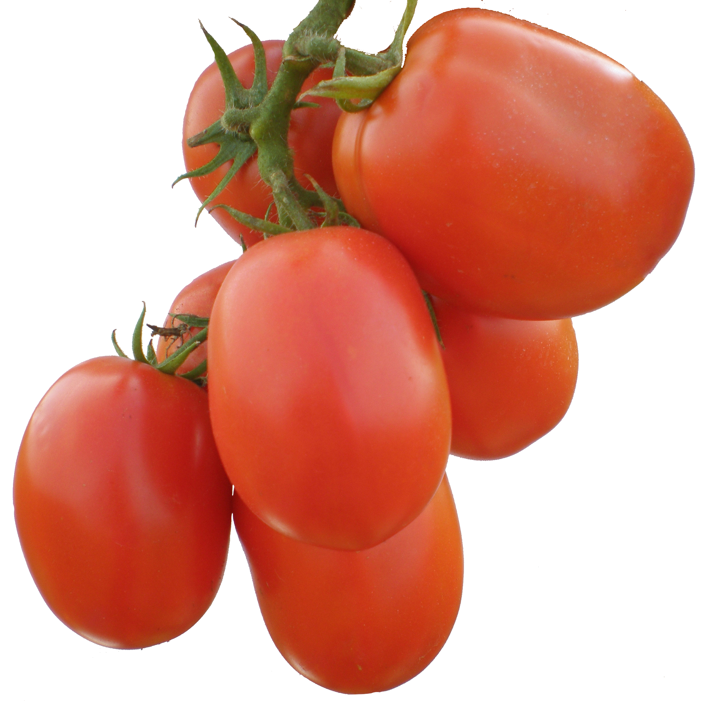 Rambo F1 tomato variety from Royal Seed