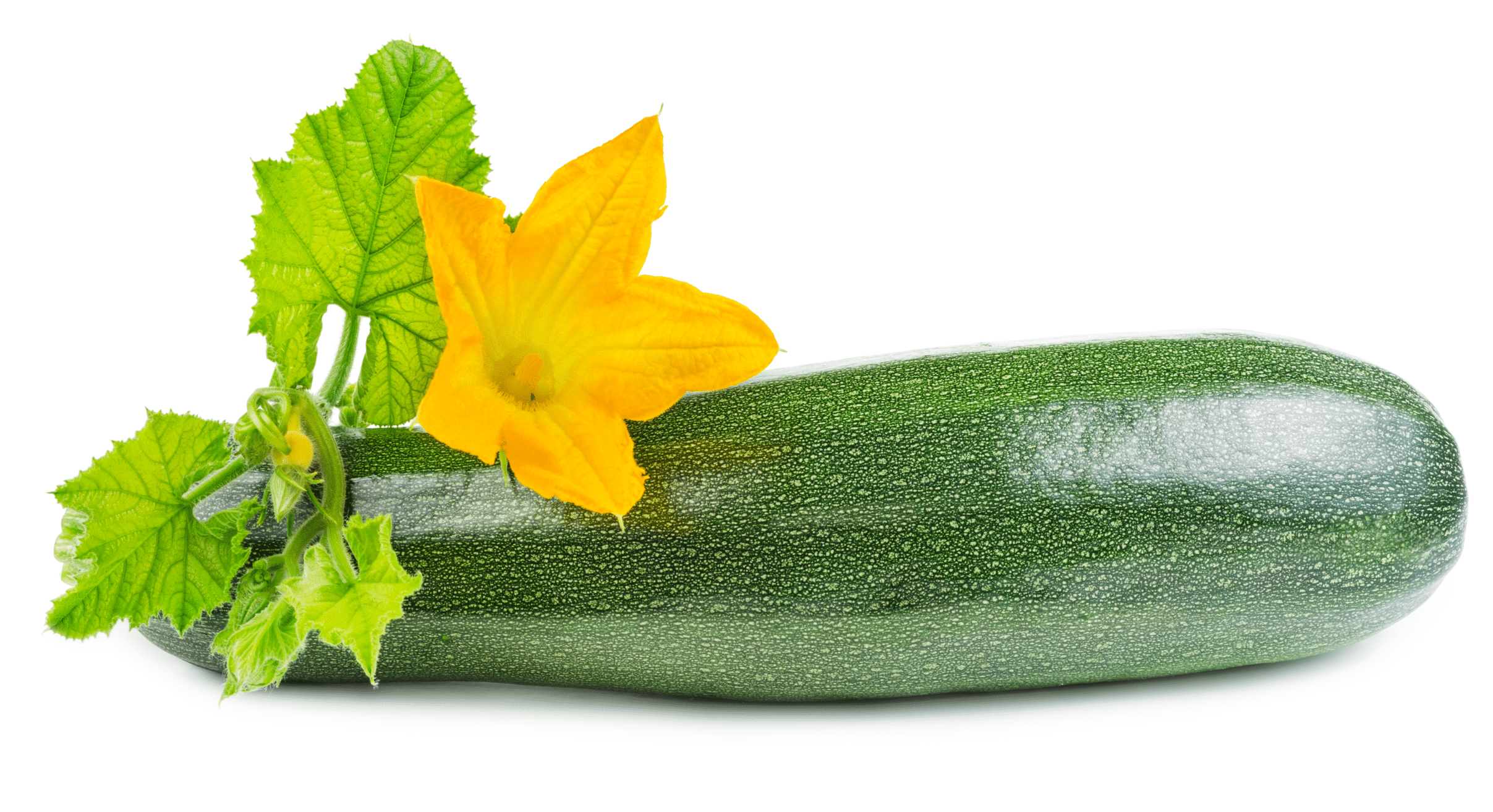 Green Zucchini squash Variety for Royal Seed