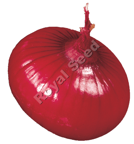 Red Pinoy early maturing red onion with 6 month shelf life and high pungency