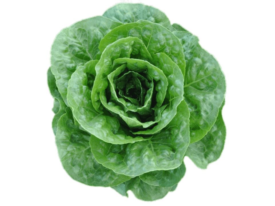 Lettuce corbnana Romaine get it at Royal Seed