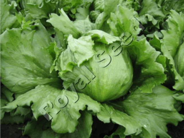 Saula Lettuce Variety from Royal Seed’s Latest Range