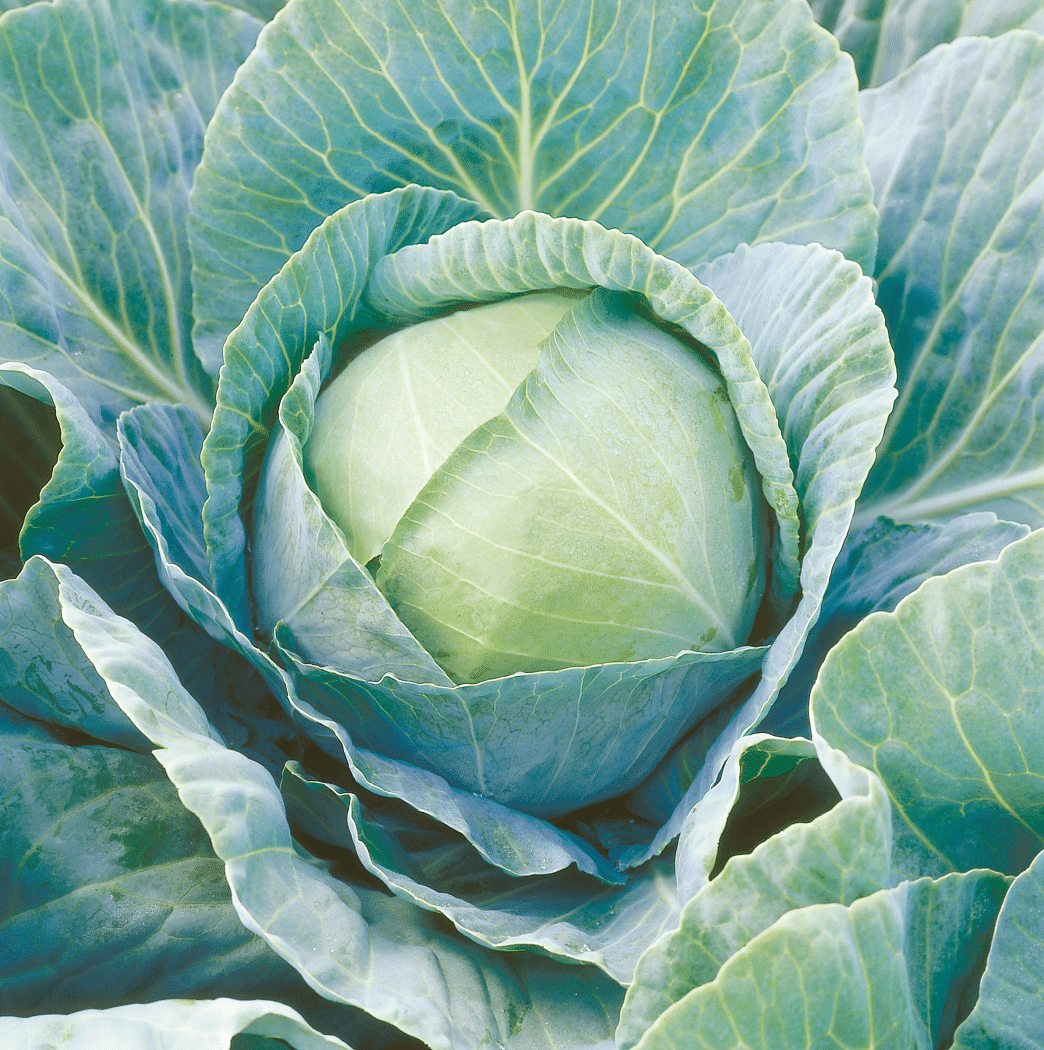 Escape F1 cabbage  Variety from Royal Seed’s Latest Range