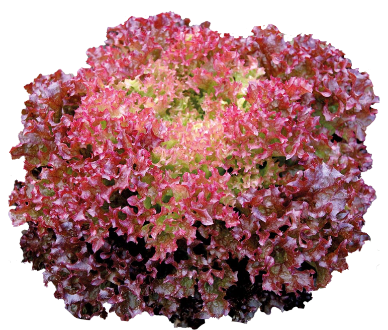 Tuska Lettuce Variety from Royal Seed’s Latest Range