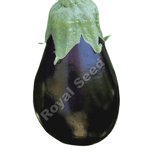 Black beauty Eggplant from Royal Seed