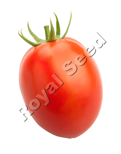 Royal 705 F1 semi-determinate tomato with strong Bacterial Wilt and TYLCV resistance
