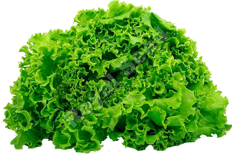 Michelagio F1 lettuce variety from Royal Seed