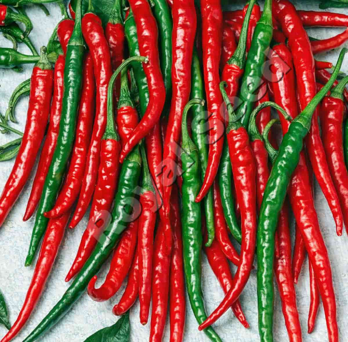 Long Cayenne F1 hybrid cayenne pepper from Royal Seed Kenya for fresh market and processing
