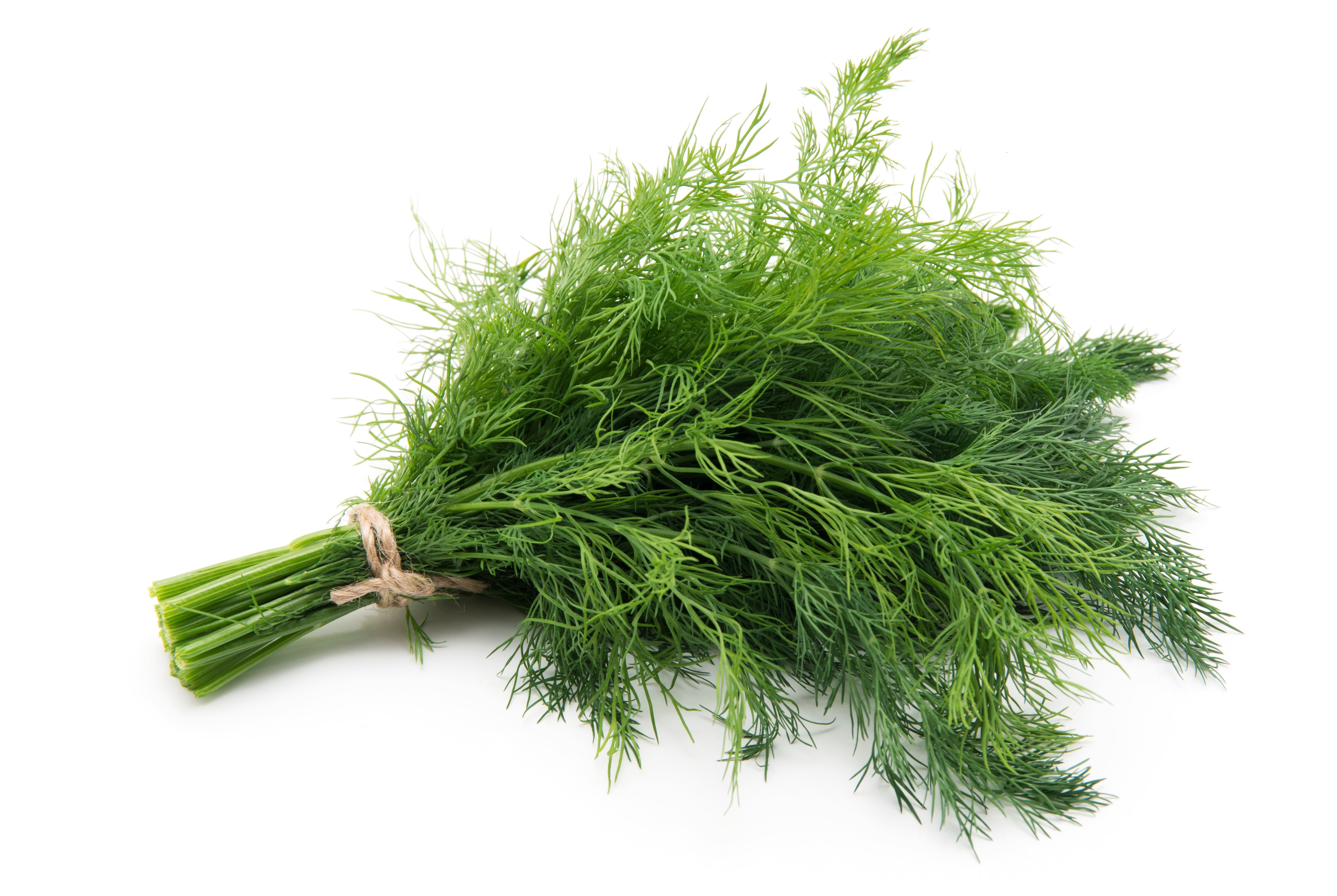 Dill Dukat herb Variety form Royal seed