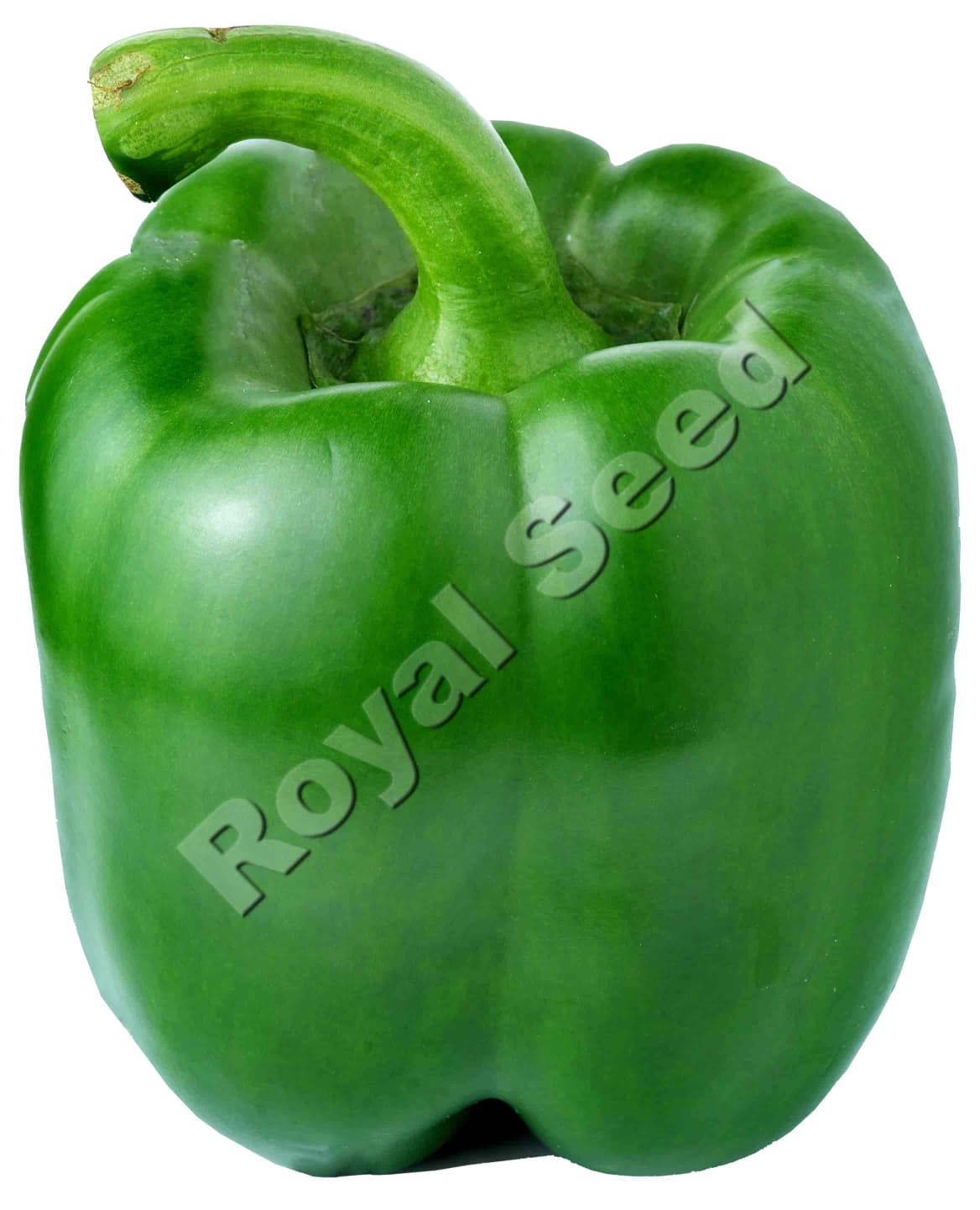 Buffalo F1 blocky 4-lobed hybrid sweet pepper with TMV L4 tolerance for greenhouse and open field