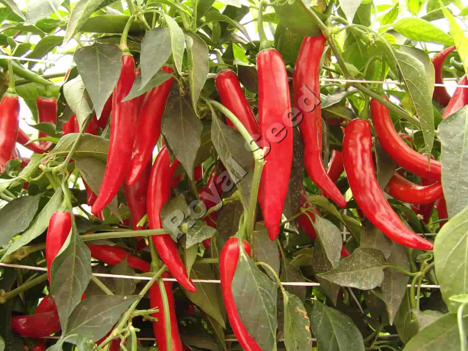 Saidah F1 new hybrid hot pepper variety from Royal Seed Kenya