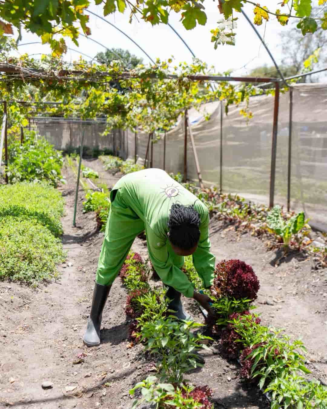 small world country club framer harvesting lettuce 