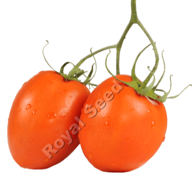 Rio Grande dependable OPV tomato with uniform medium fruits and Fusarium resistance for open field farming