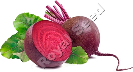 Crimson Globe beetroot with uniform dark red globe-shaped roots and good heat tolerance Kenya