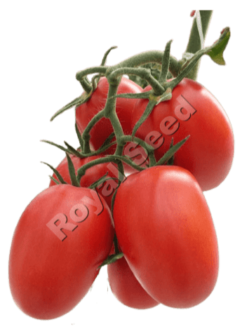 Royal 702 F1 indeterminate greenhouse tomato with Bacterial Wilt and Nematode resistance