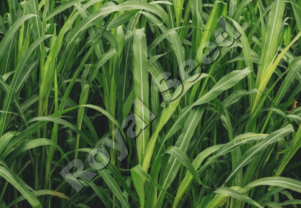 Sudan grass variety from Royal Seed