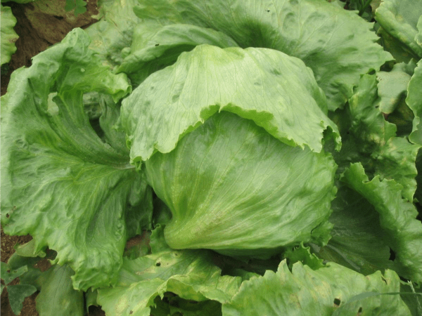 lettuce ludmilla from Royal Seed