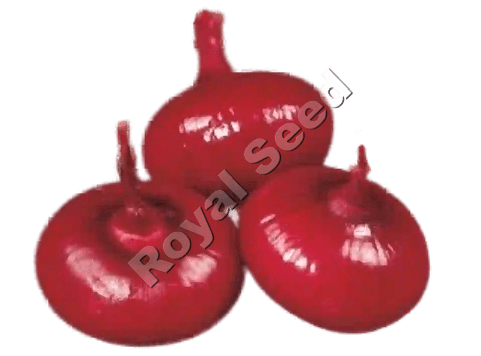 Red Creole red onion with good outer-skin retention and bolting resistance 
