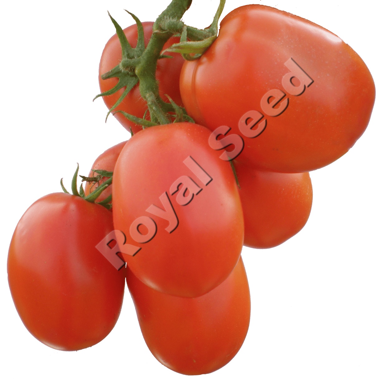 Rambo F1 tomato variety from Royal Seed