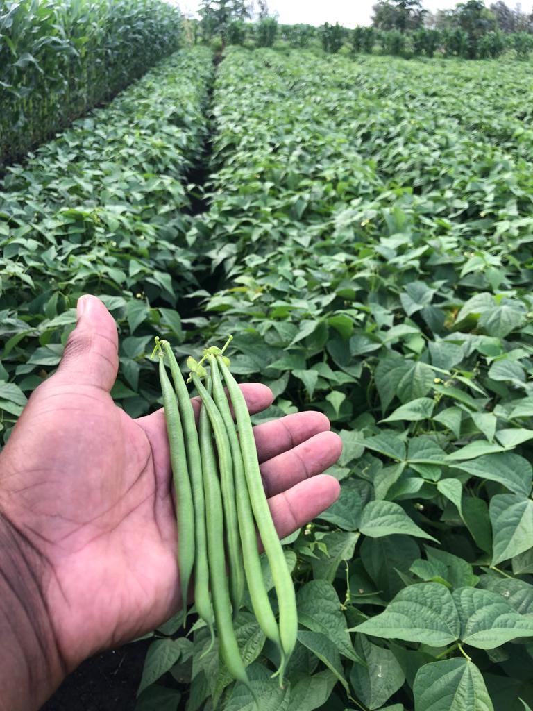 Turaco French Bean Variety from Royal Seed