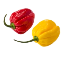 Ye Habanero Red & yellow hot pepper variety from Royal Seed