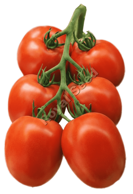 Royal 703 F1 heat tolerant semi-determinate tomato with 75 day maturity