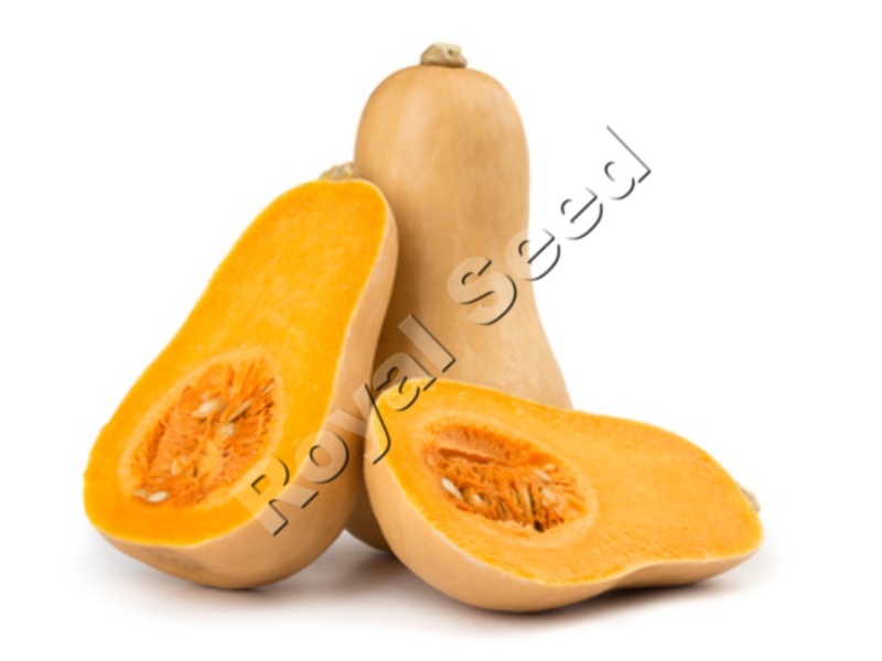 Waltham Butternut squash with deep orange flesh and excellent 6 month shelf life Kenya