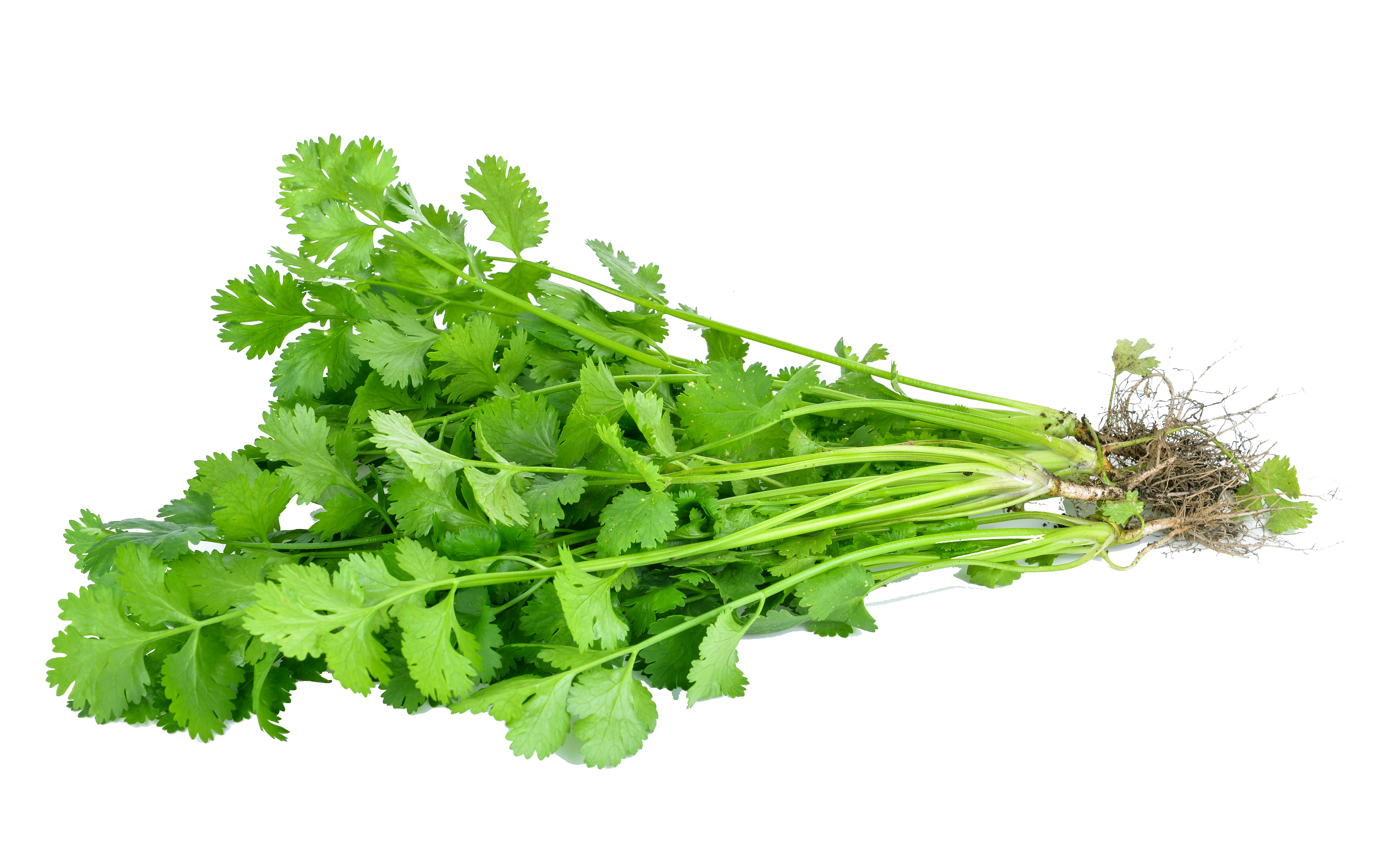 Coriander herb Variety form Royal seed