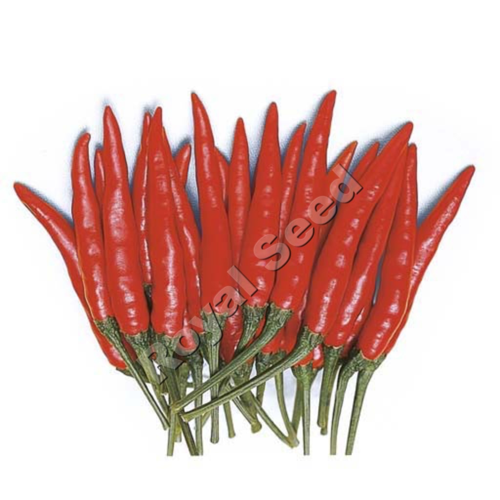 Demon Red F1 high yield hybrid hot pepper from Royal Seed Kenya