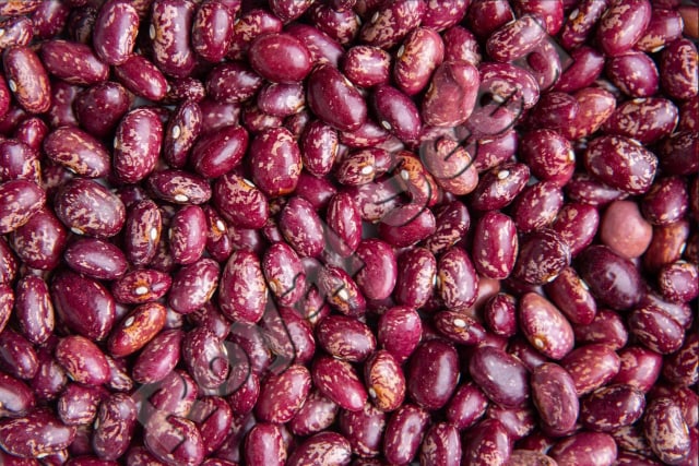 Nyota Beans high yield bean variety from Royal Seed Kenya