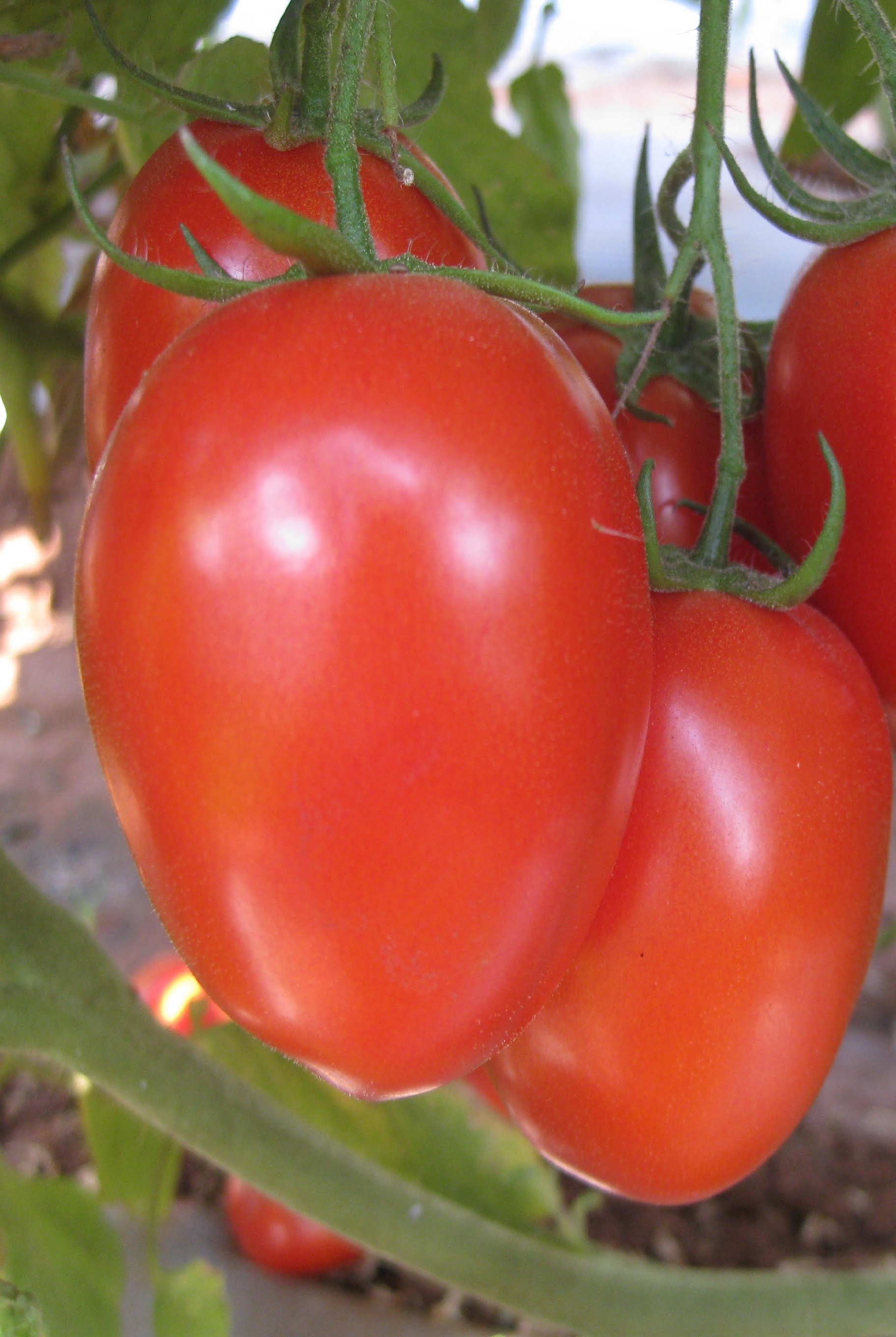 Terminator  F1 tomato variety from Royal Seed