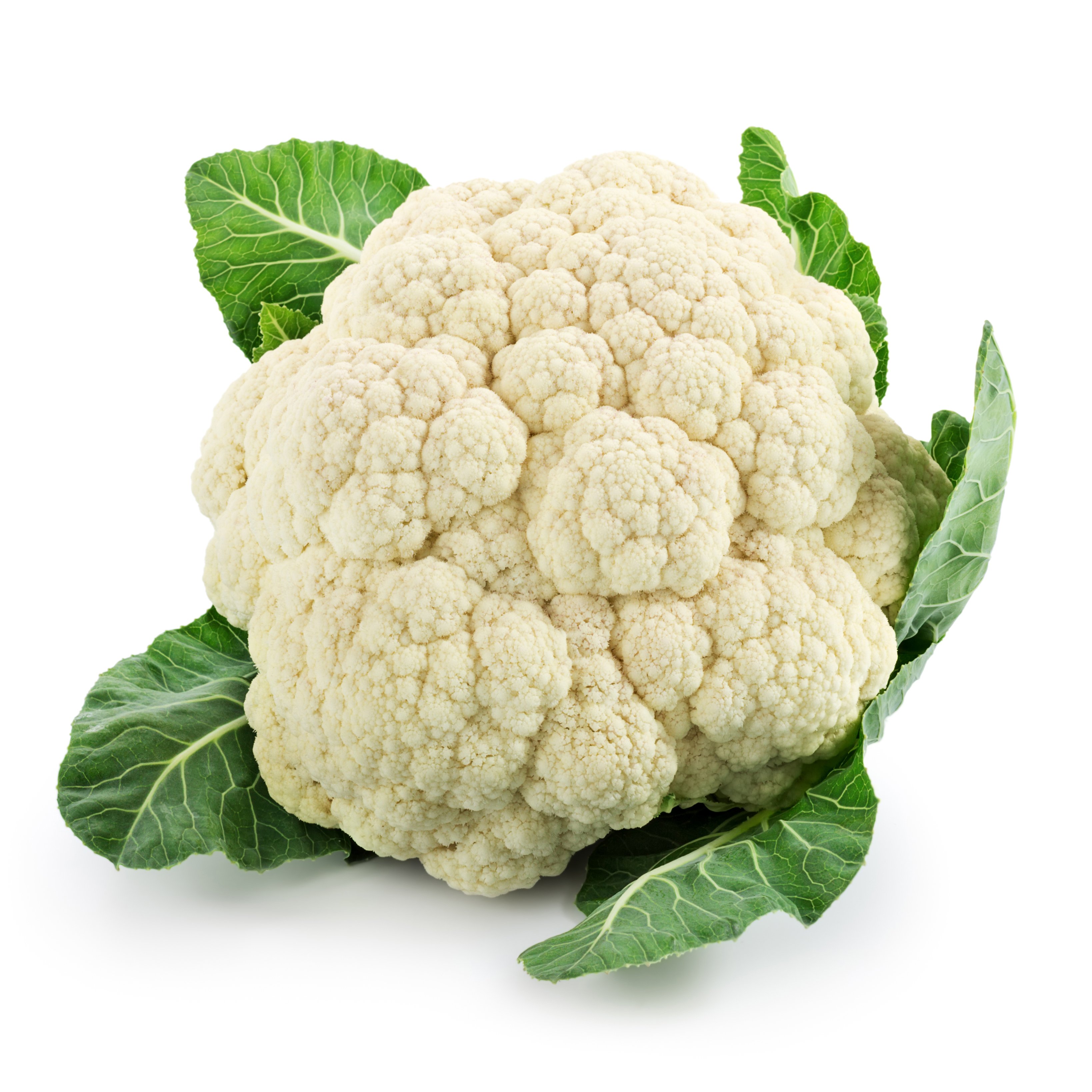 White Frotress Brassica variety from Royal Seed