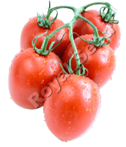 Susana F1 indeterminate greenhouse tomato with 60-75 day maturity and firm cluster fruits