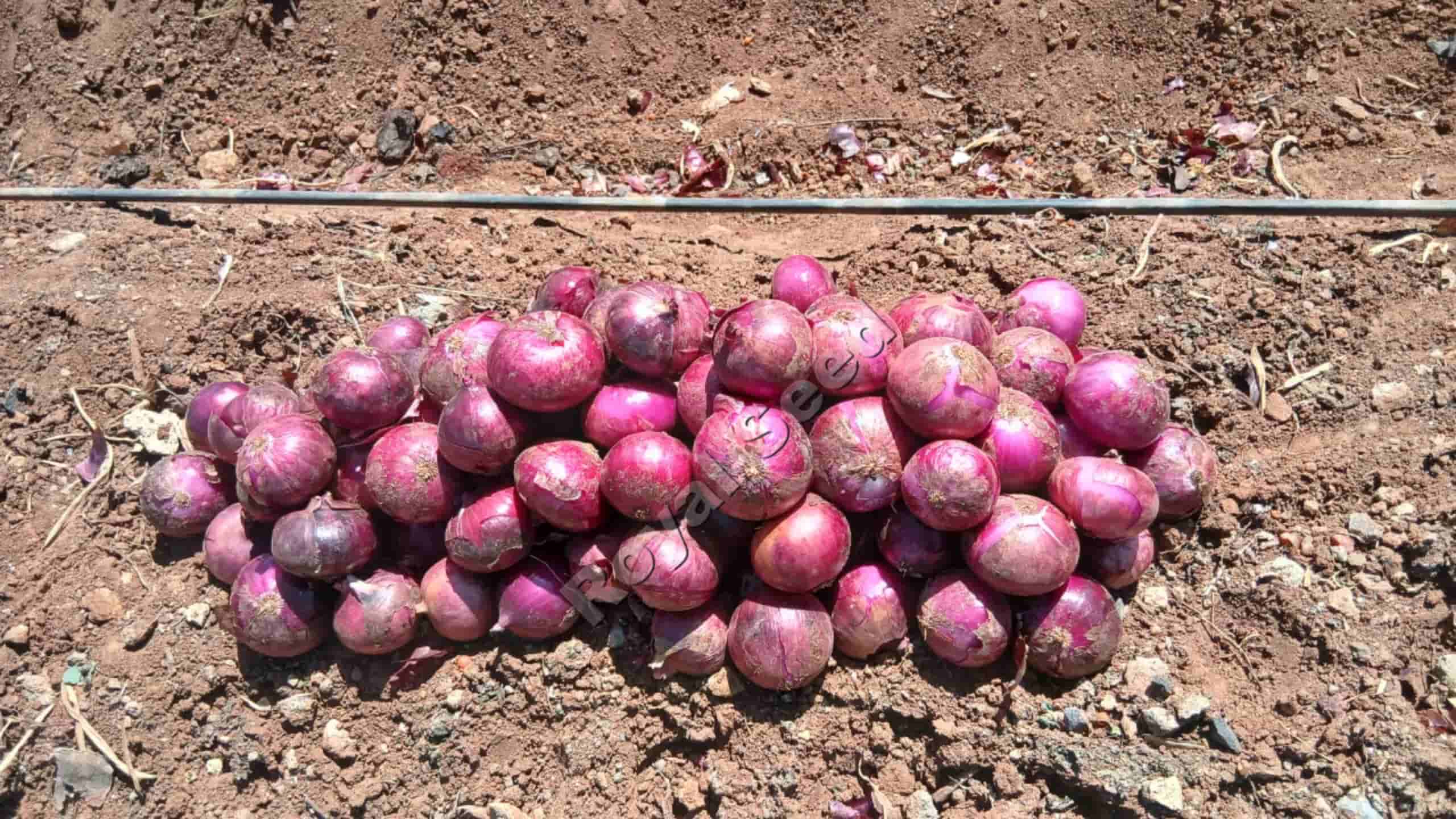 Royal Red Super F1 onion 