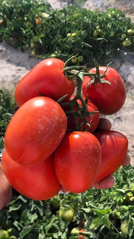 Rambo  F1 tomato variety from Royal Seed