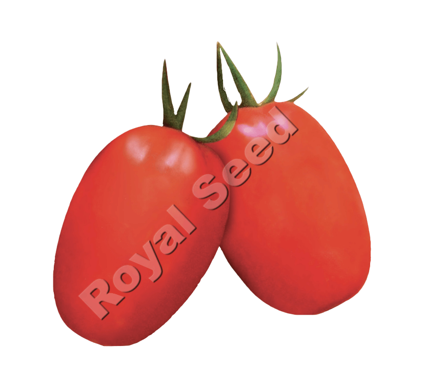 Harmony F1 semi-determinate hybrid tomato with Bacterial Wilt and TYLCV resistance and firm oval fruits