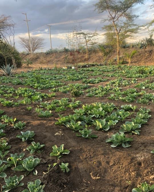 Small world country club farm growing vegetables