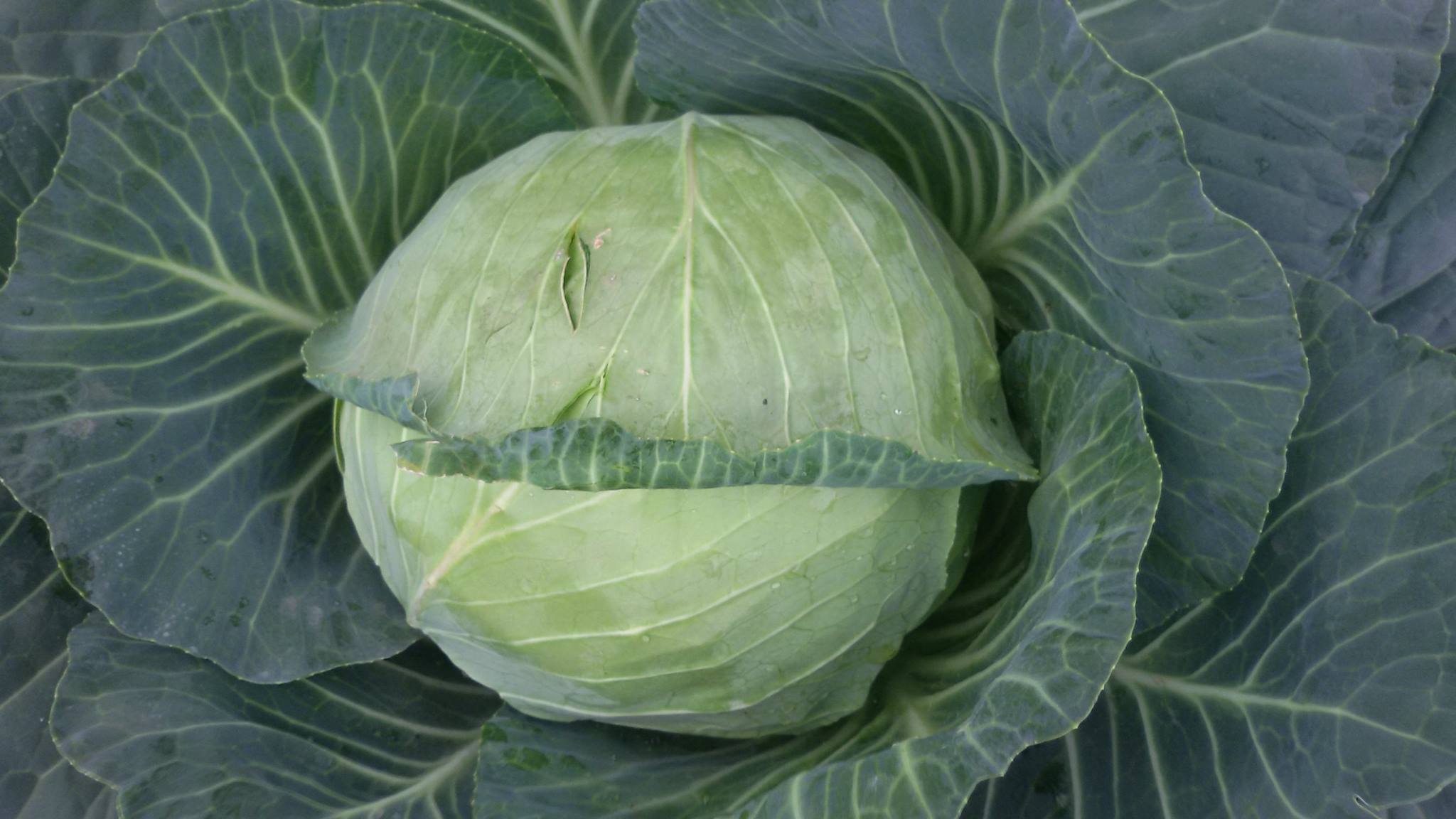 Pretoria F1 cabbage variety from Royal Seed