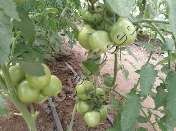 Royal Seed Growing Together with The Hope House Babies Home