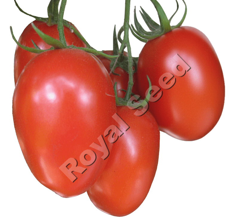 Terminator  F1 tomato variety