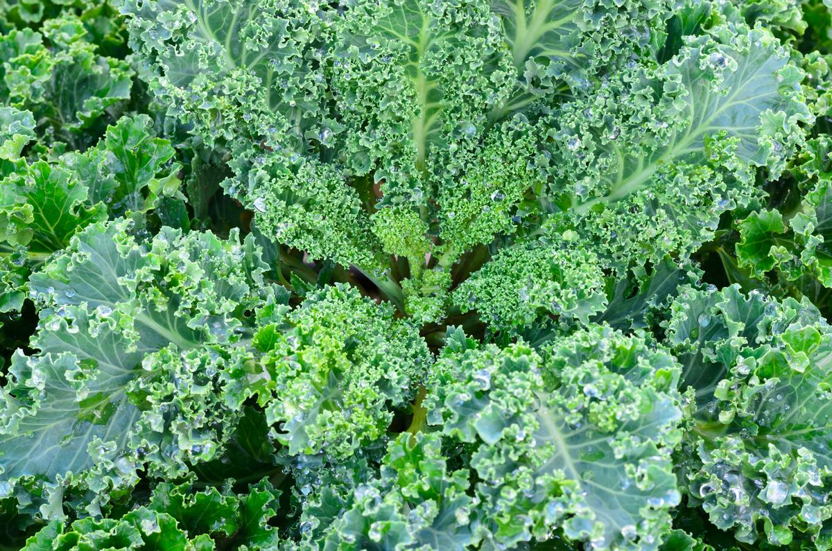 Kale Thousand Headed