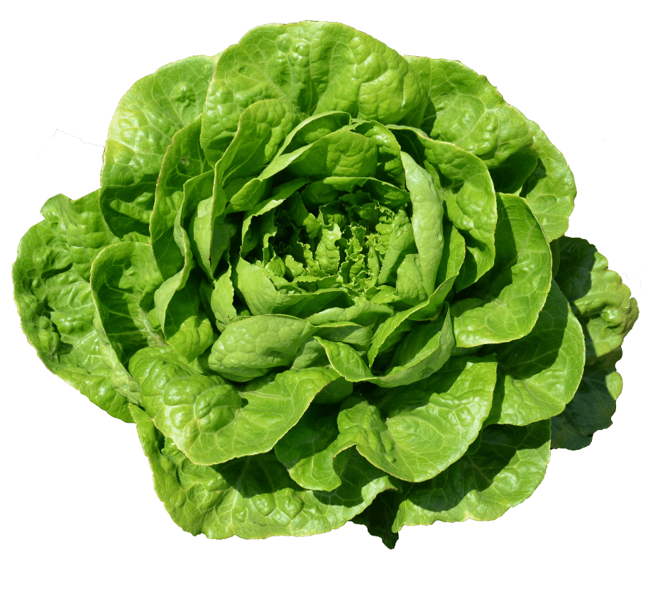 Lobela Lettuce variety from Royal Seed