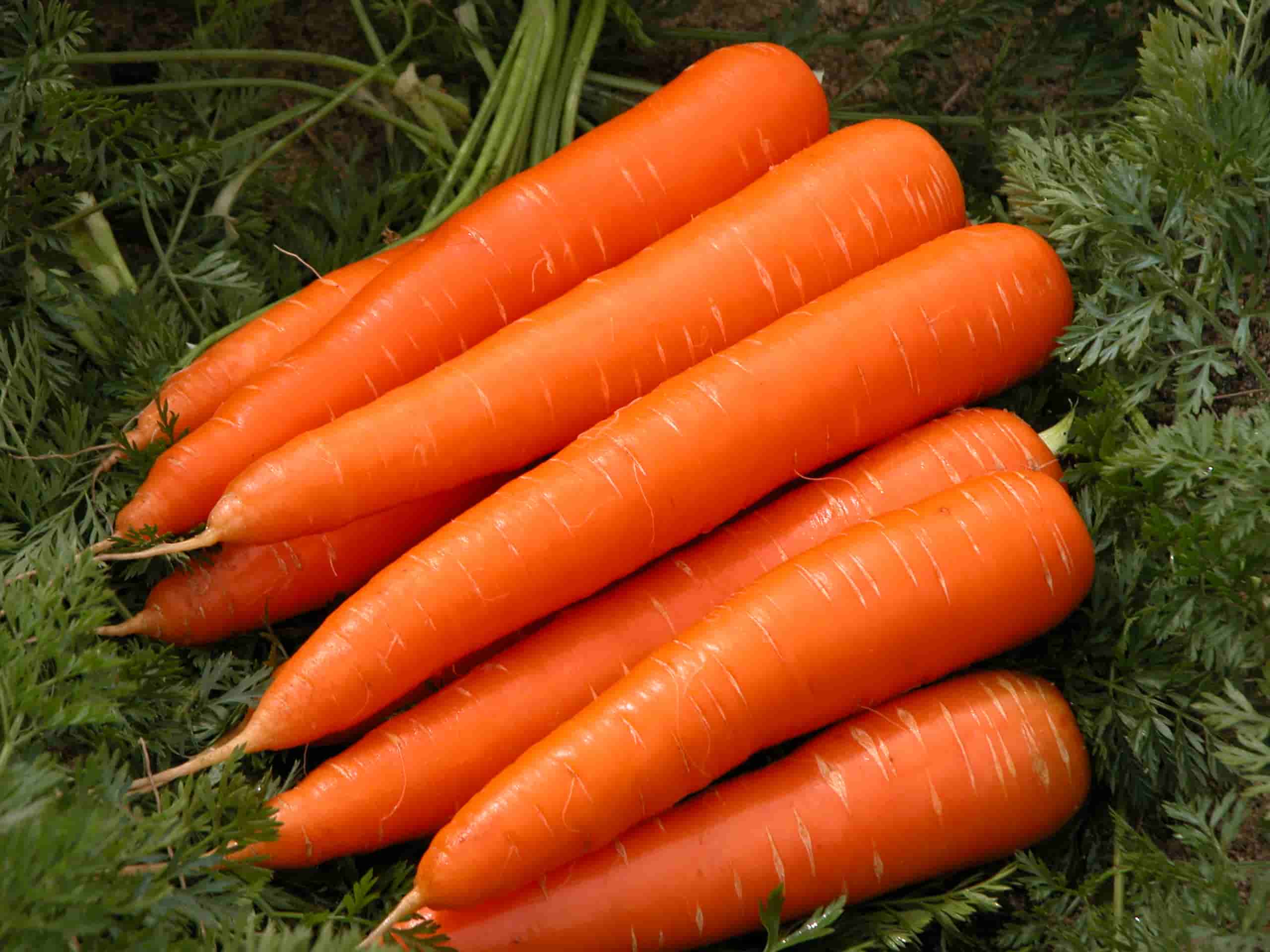 Nantes Carrot Variety from Royal Seed