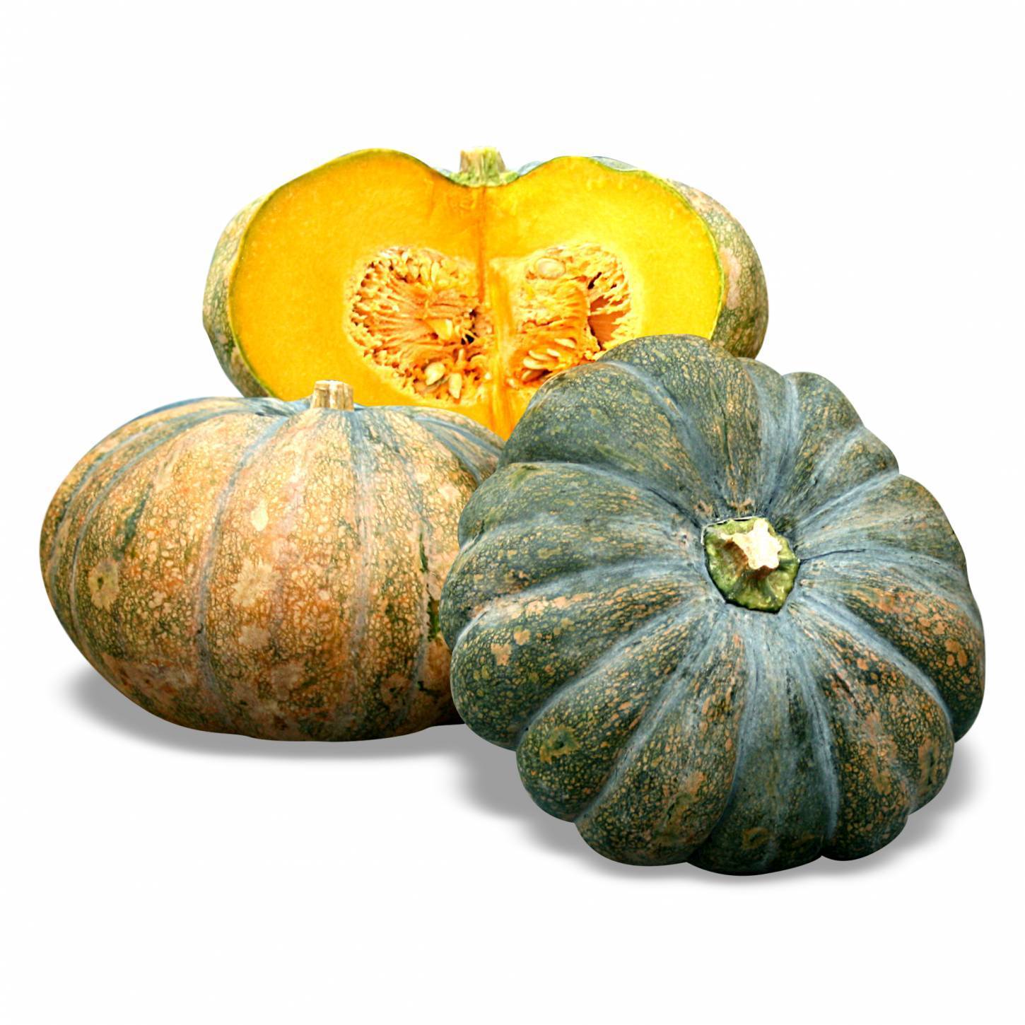 Arjuna Pumpkin variety From Royal Seed