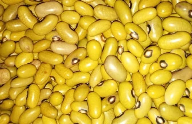 yellow Beans Kat b1 high yield bean variety from Royal Seed Kenya