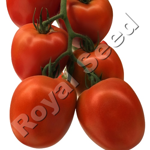 Royal 703 F1 tomato variety from Royal Seed