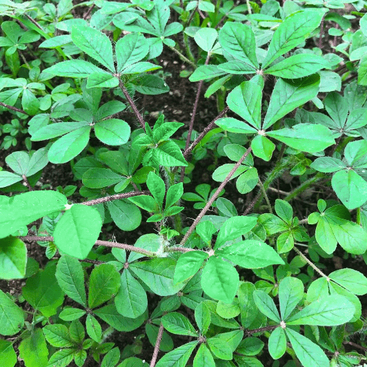 Amaranthus Dubios- Terere indigenous variety from Royal Seed