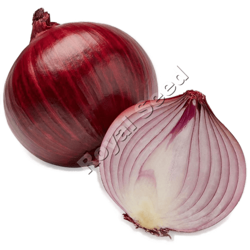 Bombay Red mid-maturing red onion with heat tolerance and 110 day maturity 