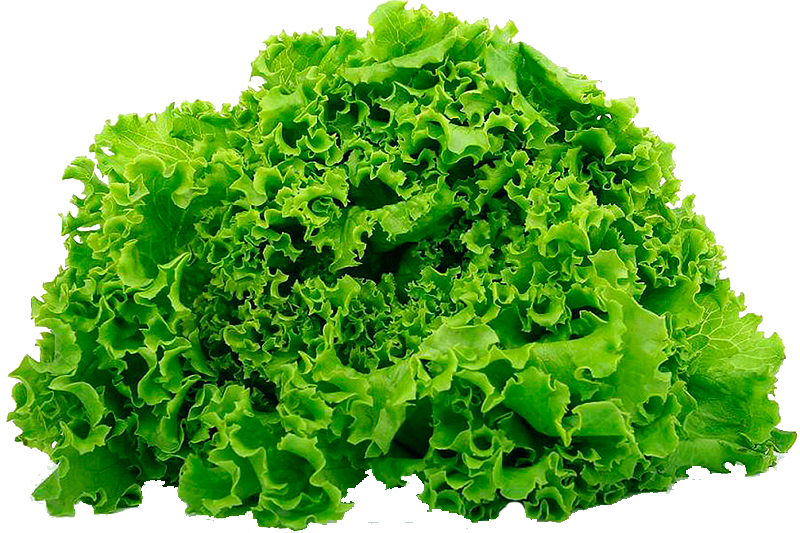 Michelagio F1 lettuce variety from Royal Seed