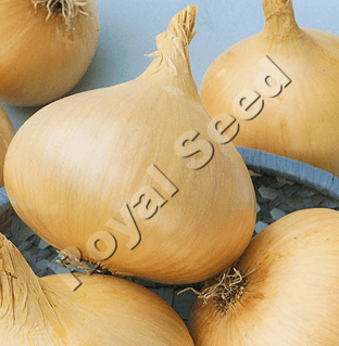 Texas Grano white onion variety with 110 day maturity and long shelf life