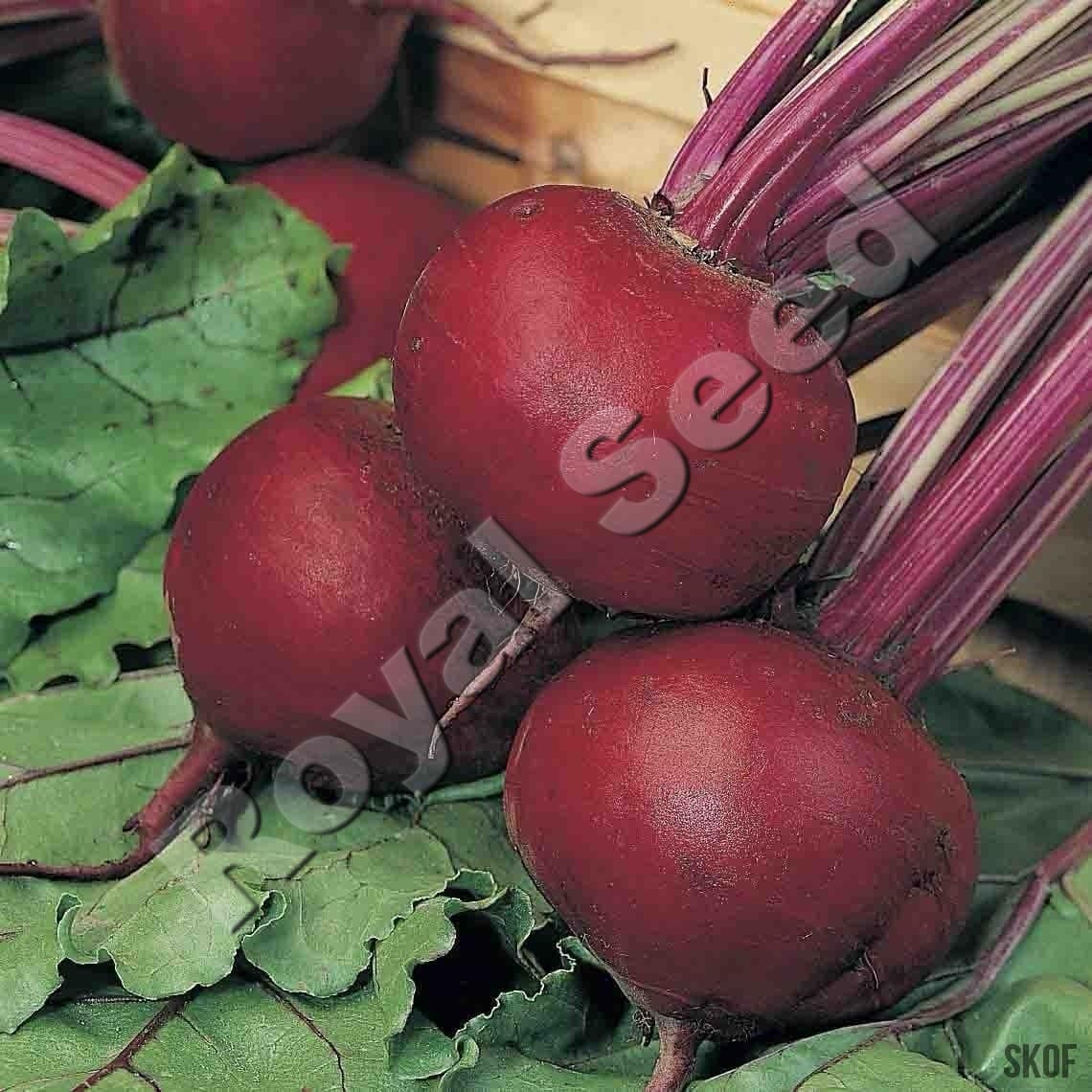 Detroit Dark Red beetroot with deep red round roots and intermediate Leaf Spot and Downy Mildew tolerance